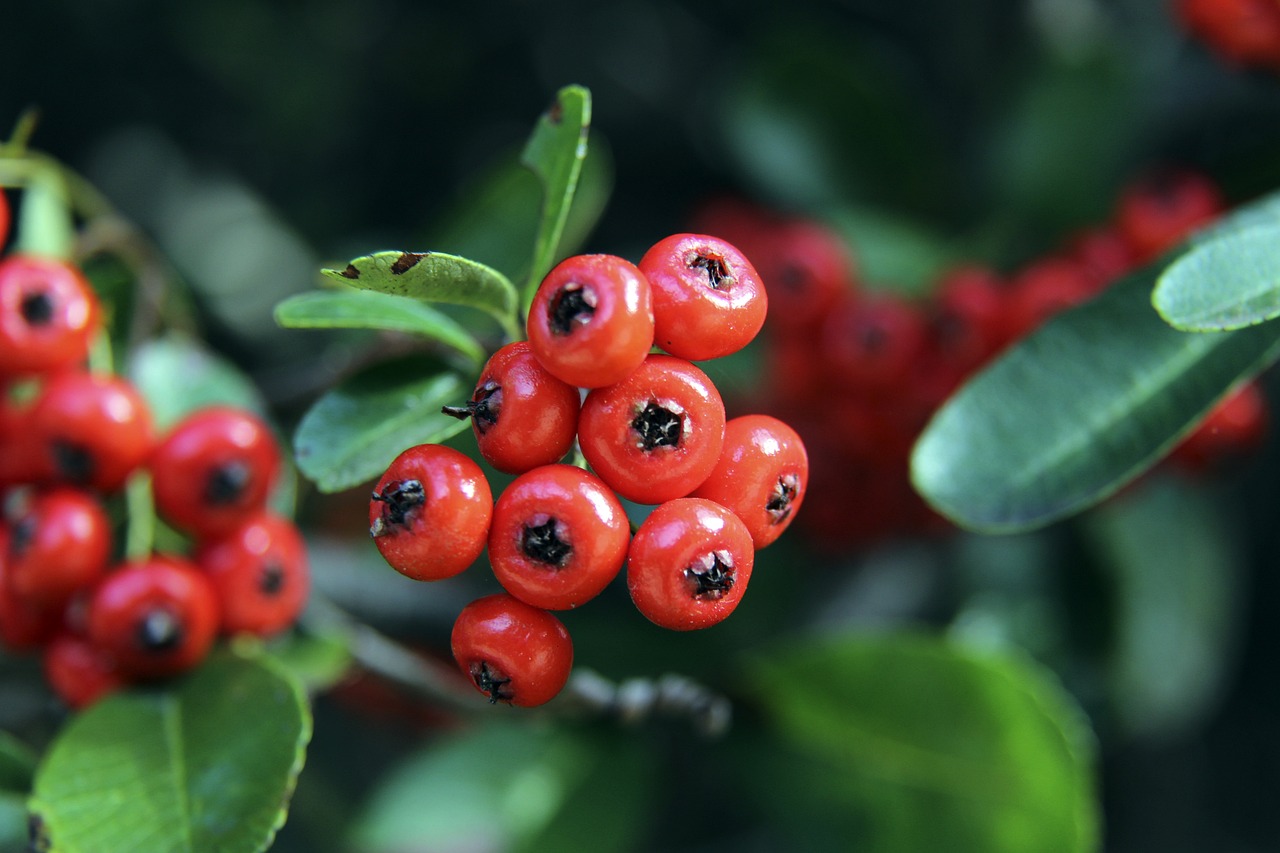 戰略性放棄 戰略性放棄